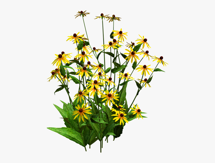 Flower Bush Png - Black Eyed Susan Png, Transparent Clipart