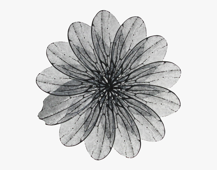 6 Mar 2019 From Washington, Dc - African Daisy, Transparent Clipart
