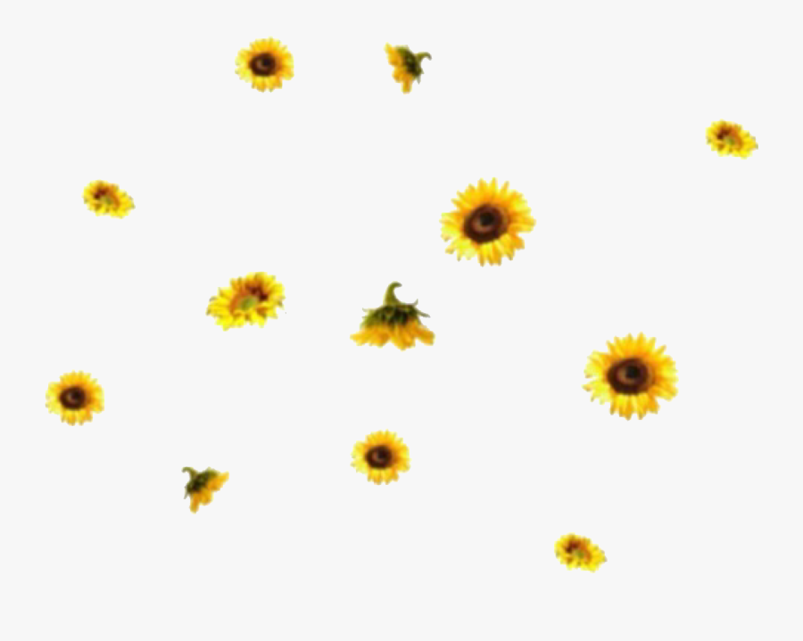 Transparent Black Eyed Susan Clipart - Aesthetic Sunflower Transparent Background, Transparent Clipart