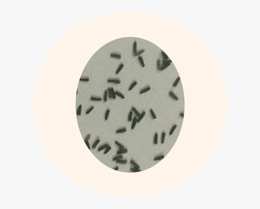 Circle, Transparent Clipart