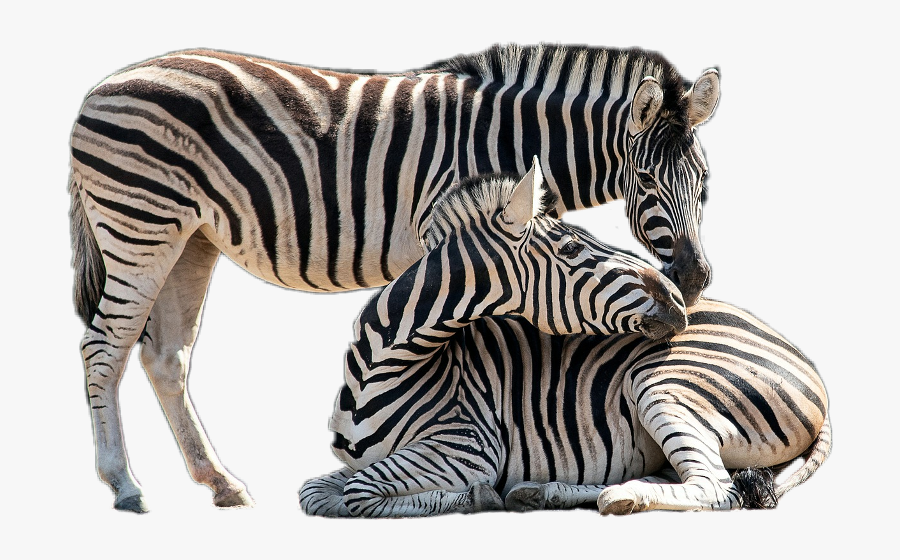 Zebra Zebras Animal Freetoedit - Zebra, Transparent Clipart