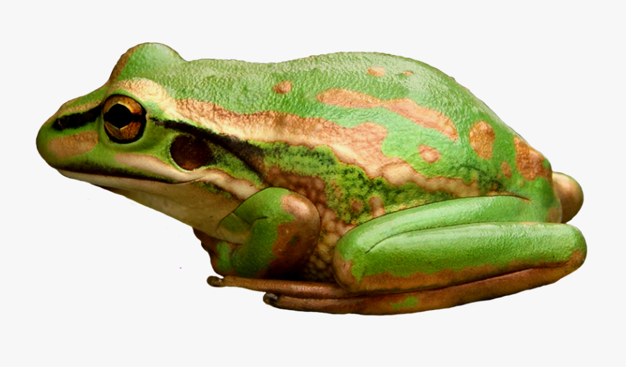 Pine Barrens Treefrog, Transparent Clipart