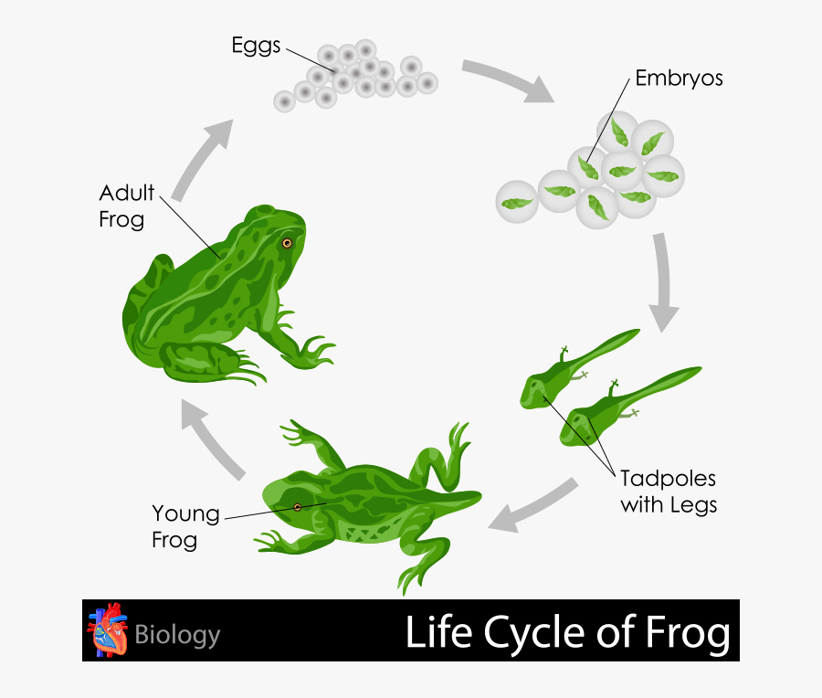 Lifecycle Of Frog, Transparent Clipart