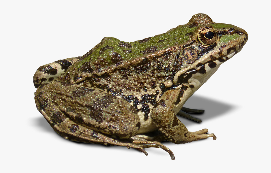 Frog Png, Transparent Clipart