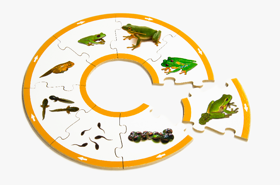 Frog Life Cycle Puzzle - Life Cycle Of A Frog Puzzles, Transparent Clipart