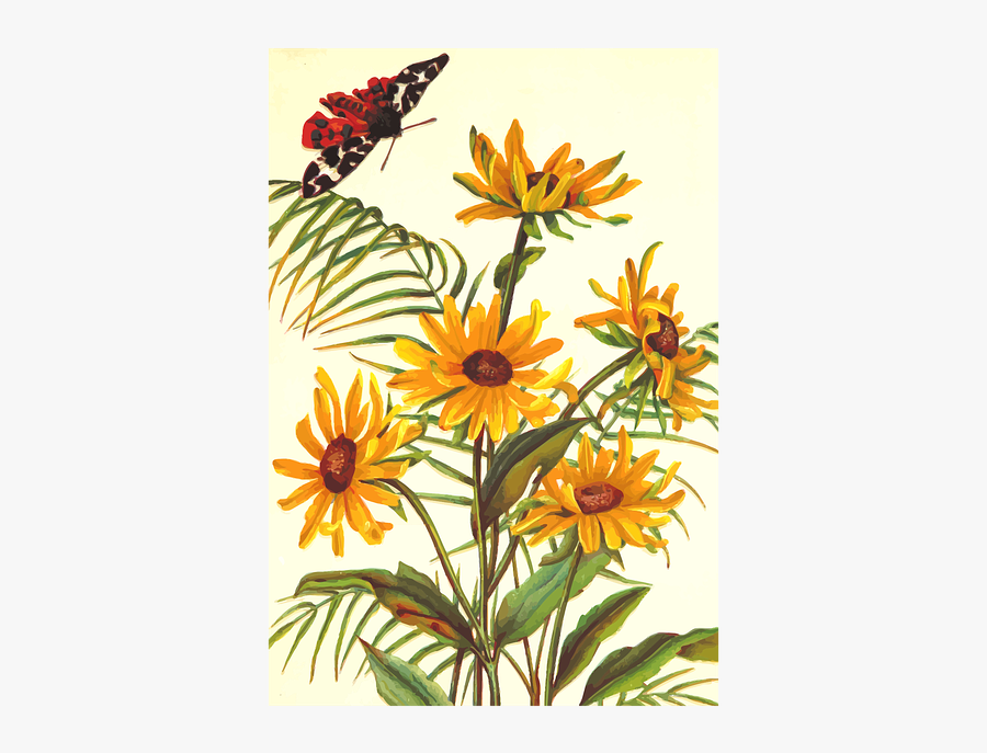 Butterfly, Floral, Flower, Leaf, Leafy, Leaves, Plant - Black-eyed Susan, Transparent Clipart