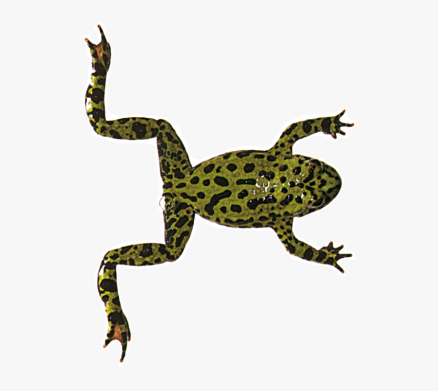Clip Art Picture Of Frog - Frog Body, Transparent Clipart