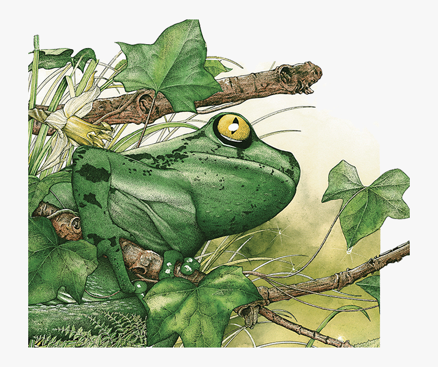 Transparent Frog Life Cycle Clipart - Tropical Amazon Rainforest Animals, Transparent Clipart
