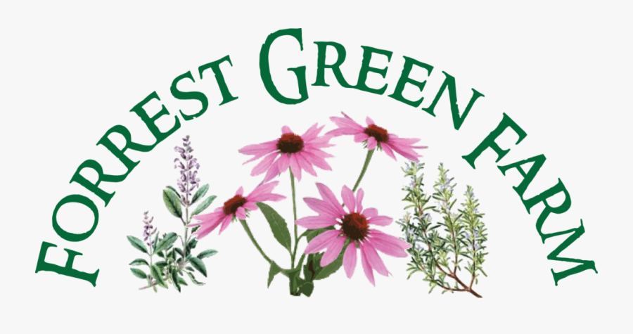 Black-eyed Susan, Transparent Clipart