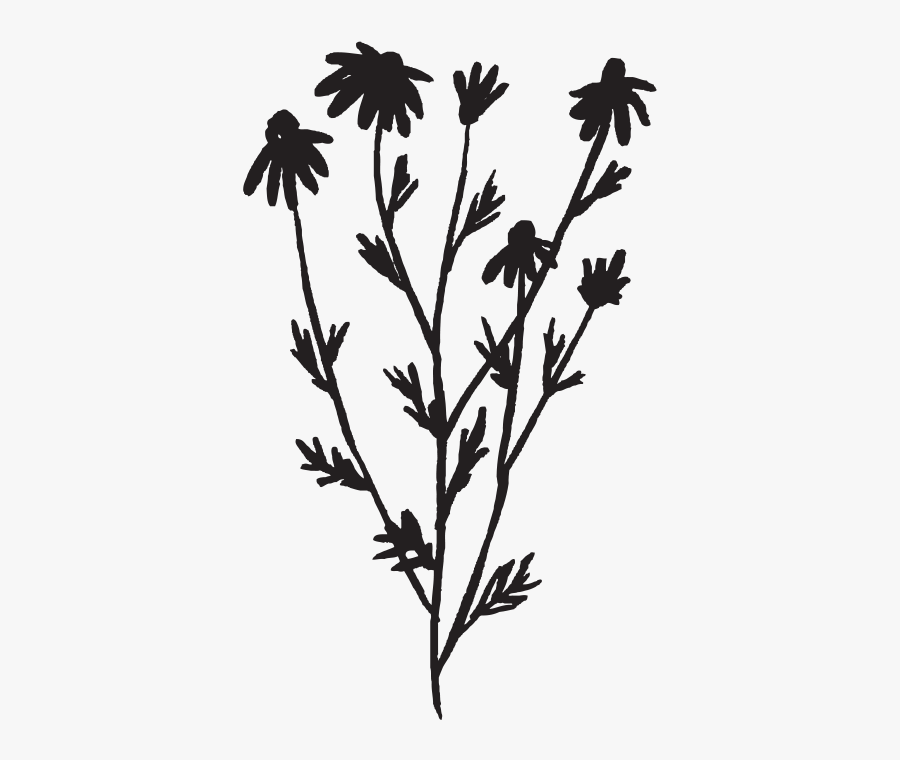 Oxeye Daisy, Transparent Clipart