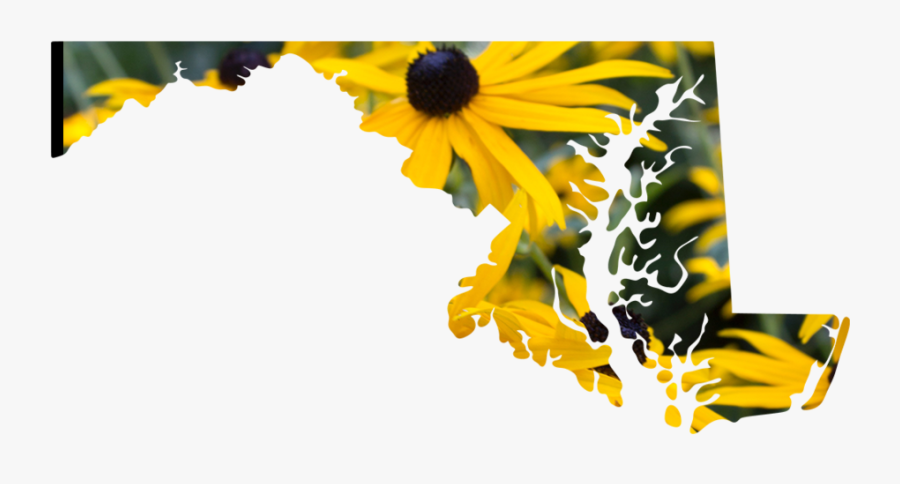 Maryland - Illustration, Transparent Clipart
