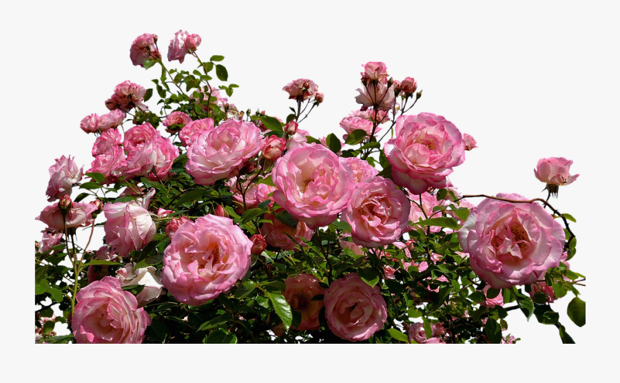 Flower Bush Png - Pink Rose Bush Png, Transparent Clipart