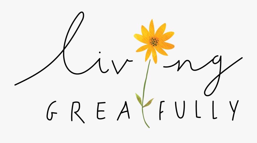 African Daisy, Transparent Clipart