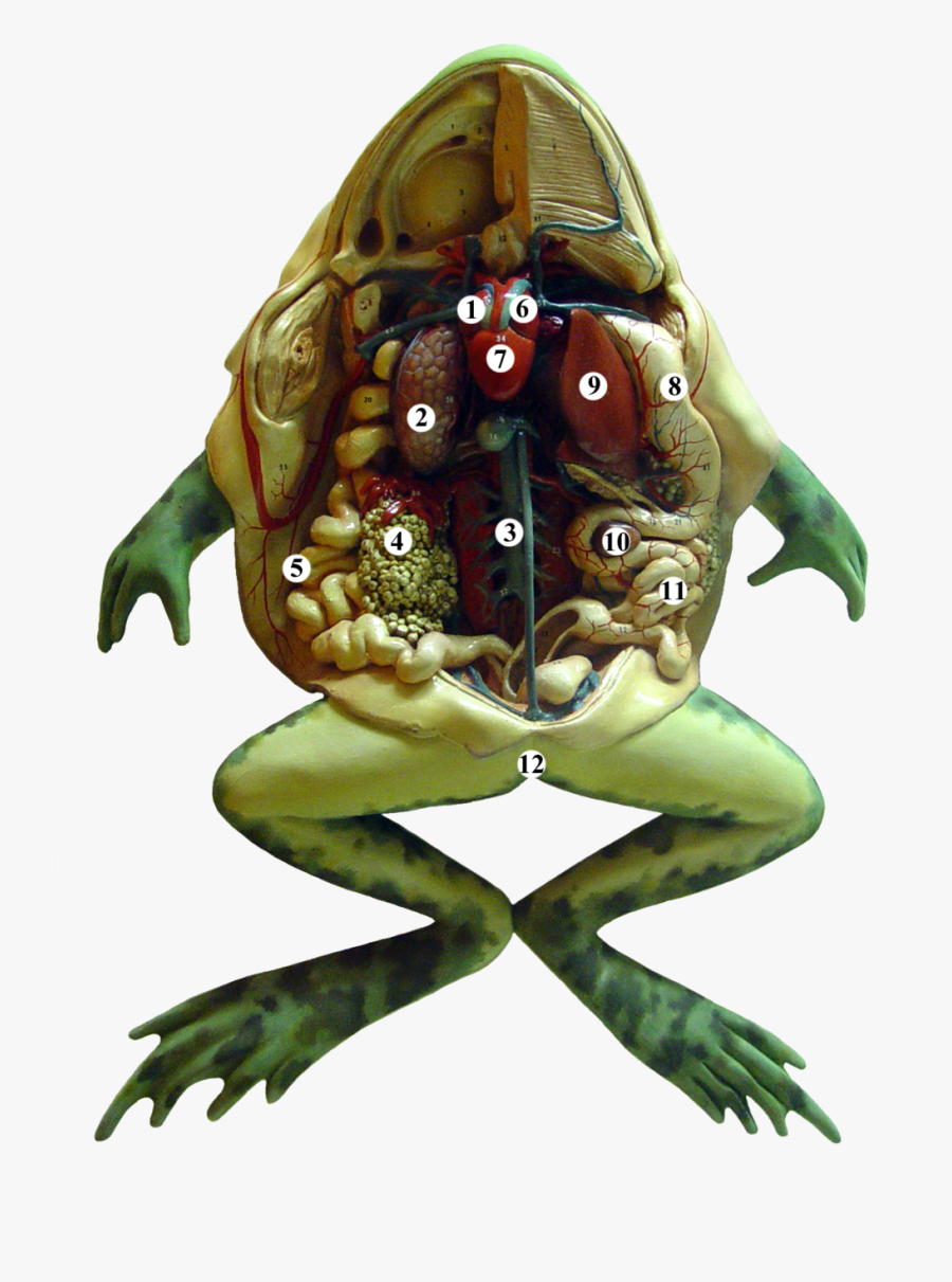 Dissected Frog - Anatomy Of A Frog, Transparent Clipart