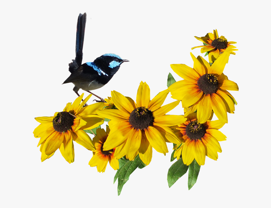 Flower, Transparent Clipart