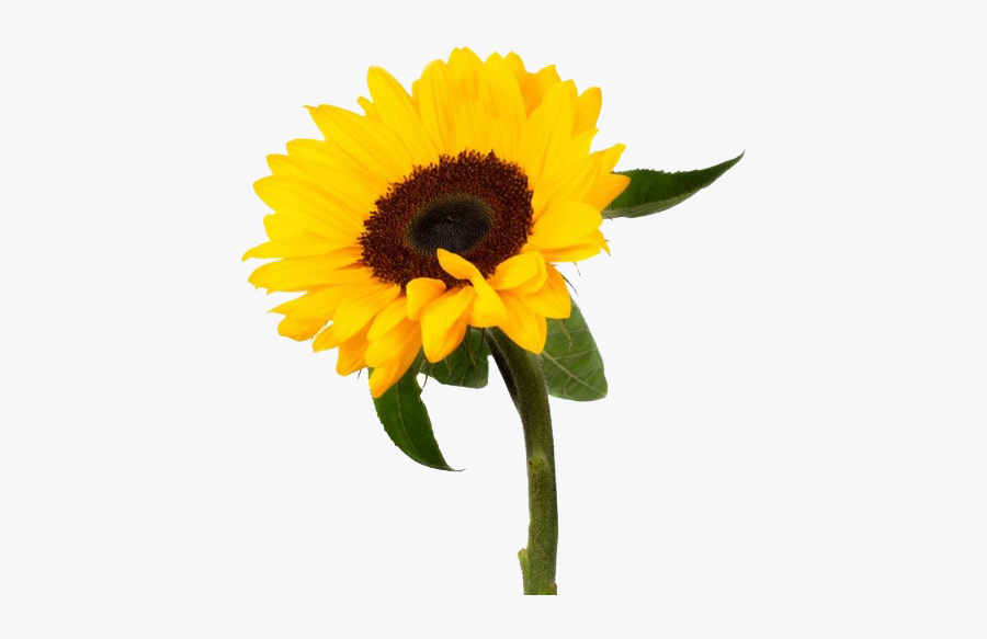 Sunflower Png Photo Background - Sunflower, Transparent Clipart