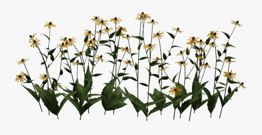 Black-eyed Susan, Transparent Clipart