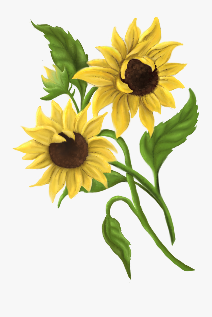 Black-eyed Susan, Transparent Clipart