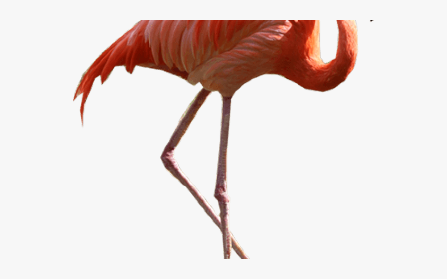 High Resolution Flamingo Png, Transparent Clipart