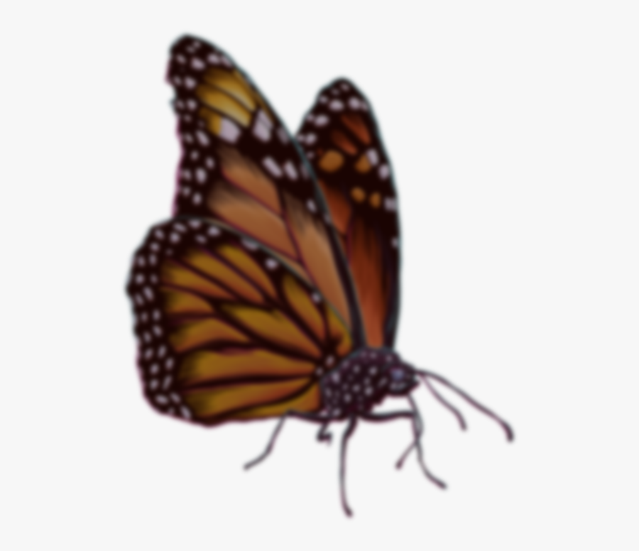 Monarch Butterfly, Transparent Clipart