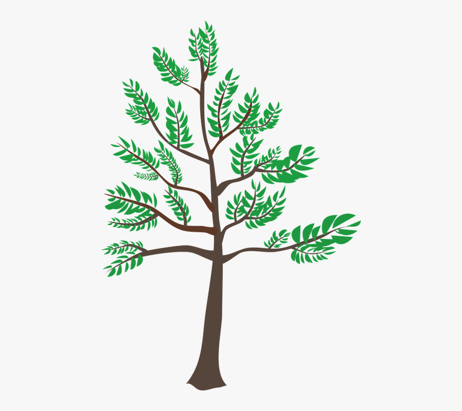 Cedar, Green, Heatwave, Leaf, Summer, Tree, Young - Cedar Clipart, Transparent Clipart