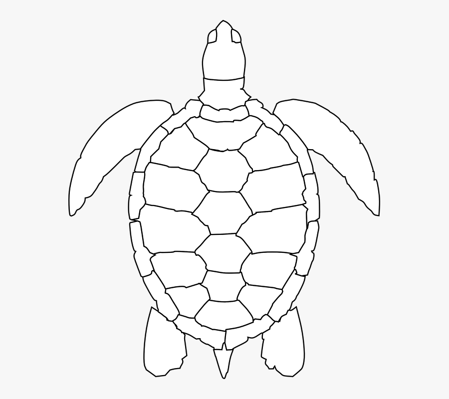 Turtle, Animal, Reptile, Carapace, Top, Fins, Tail - Turtle Shell Drawing Pattern, Transparent Clipart