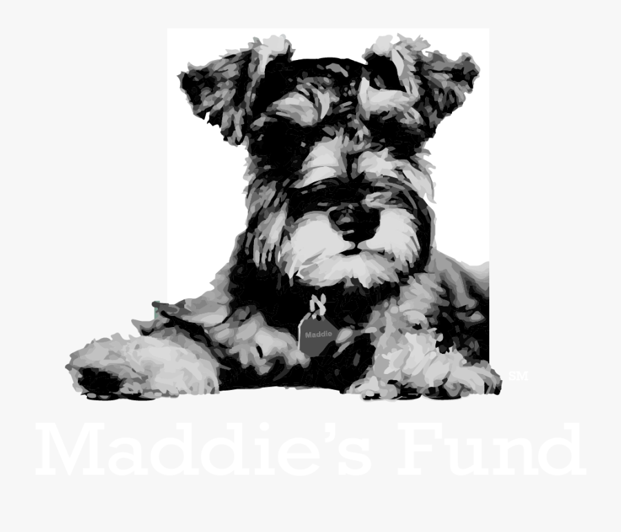 Scottish-terrier - Maddie's Fund, Transparent Clipart