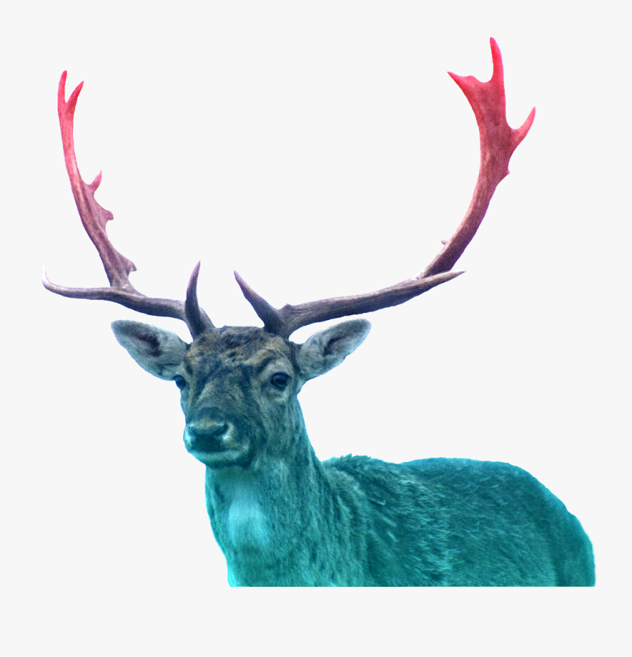 #deer #rainbow #magic #wonderland #woodland - Desktop Background Nature Photography Wallpaper Hd, Transparent Clipart