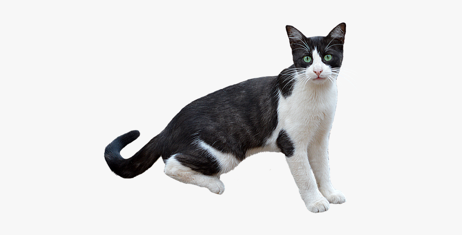 Quotes About Health For Animals, Transparent Clipart