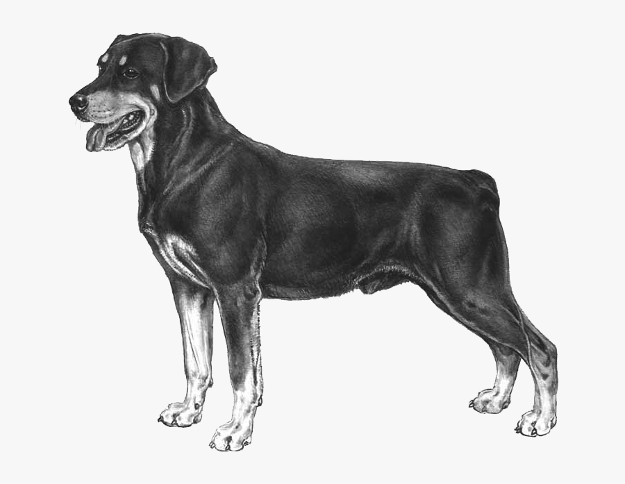 Labrador Dog Breeds, Transparent Clipart