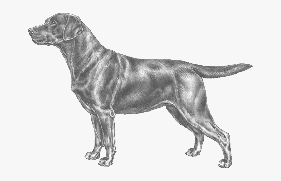 Labrador Fci, Transparent Clipart