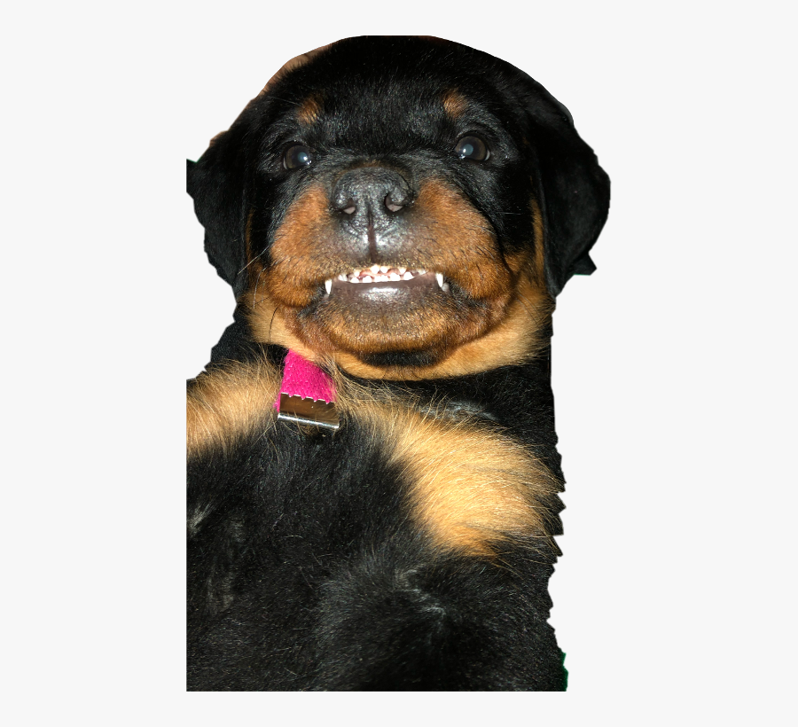 Rottweiler Freetoedit - Austrian Black And Tan Hound, Transparent Clipart