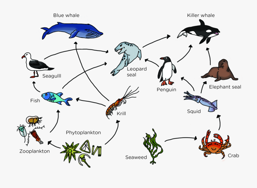 Picture - Food Web In Water, Transparent Clipart