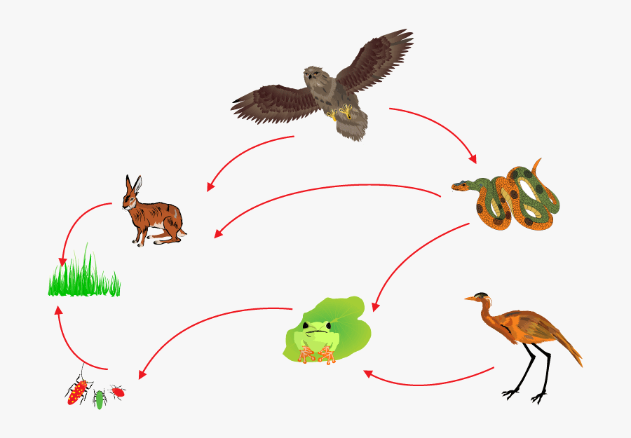 Food Chain Biological Circle Of Nature - Food Chain, Transparent Clipart