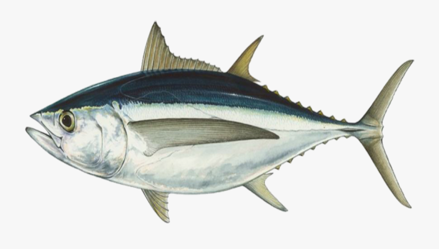 Albacore Port Orford Seafood - Pacific Albacore Tuna, Transparent Clipart