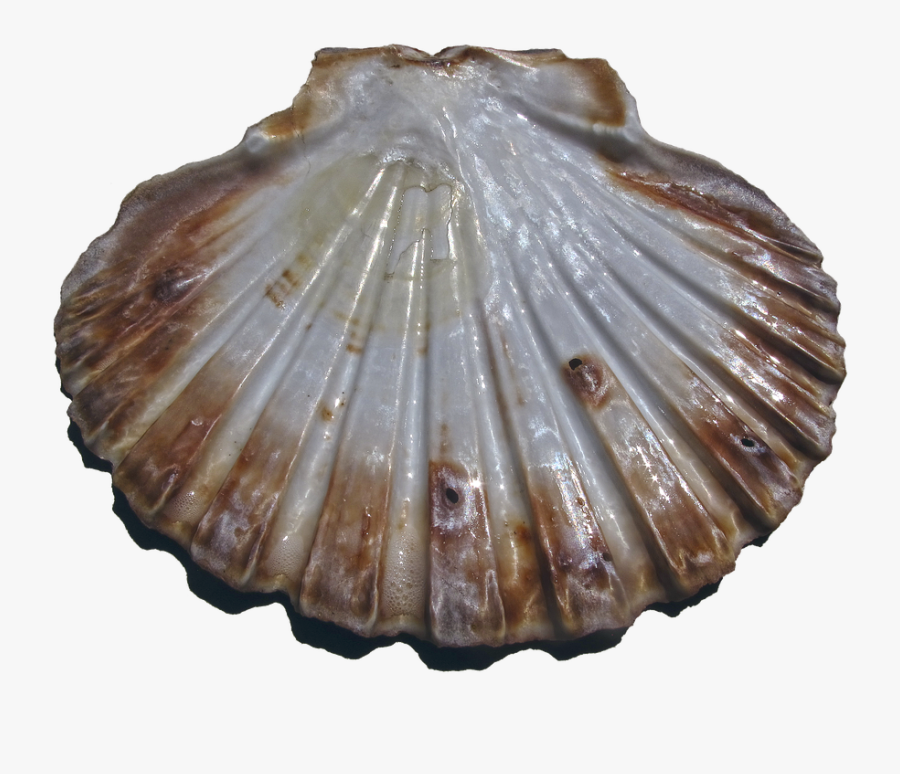 Shell Transparent Scallop Wallpaper - Kerang Png, Transparent Clipart