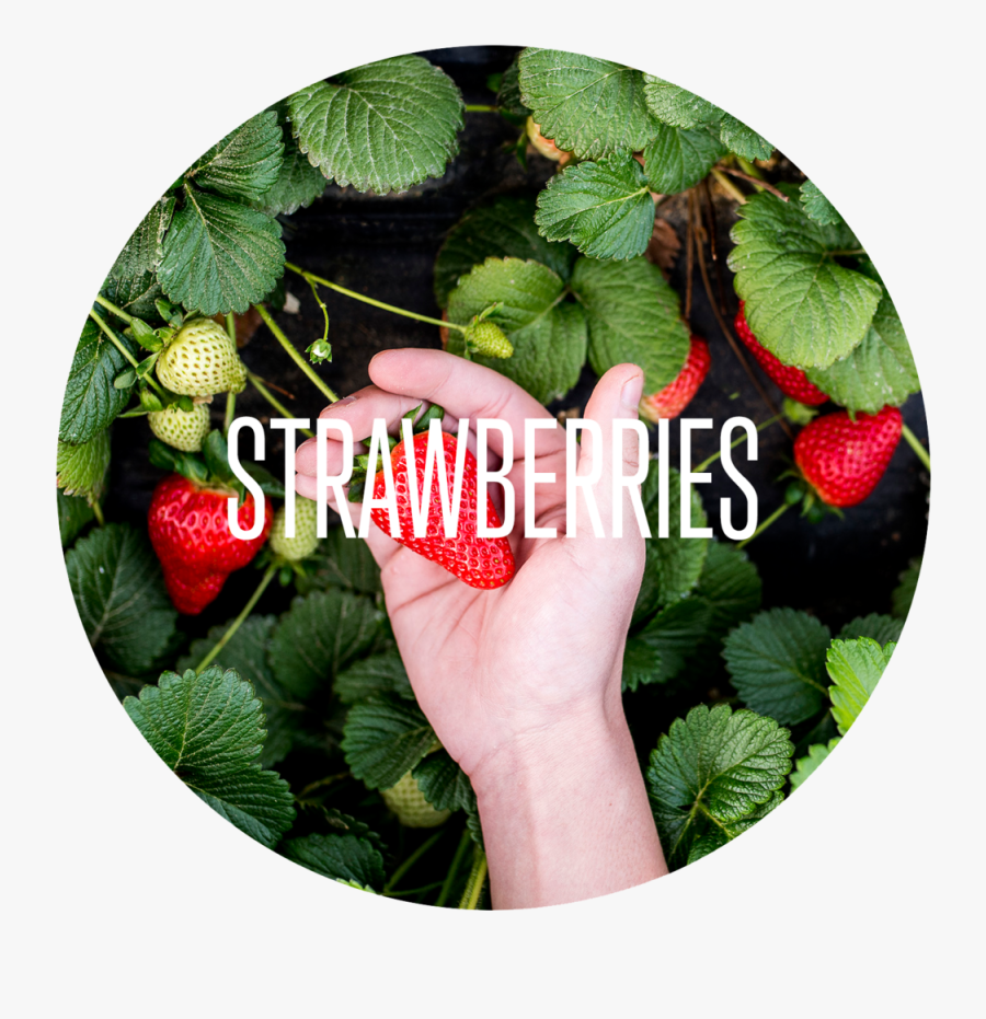 Transparent Member Berries Png - Strawberry, Transparent Clipart