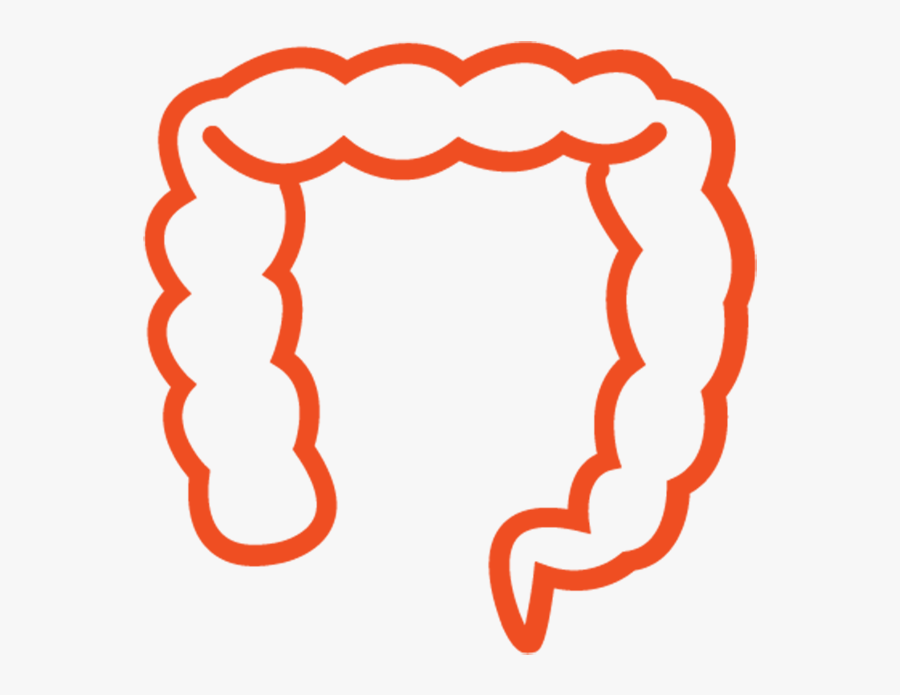 Gut Health & Digestion - Large Intestine, Transparent Clipart