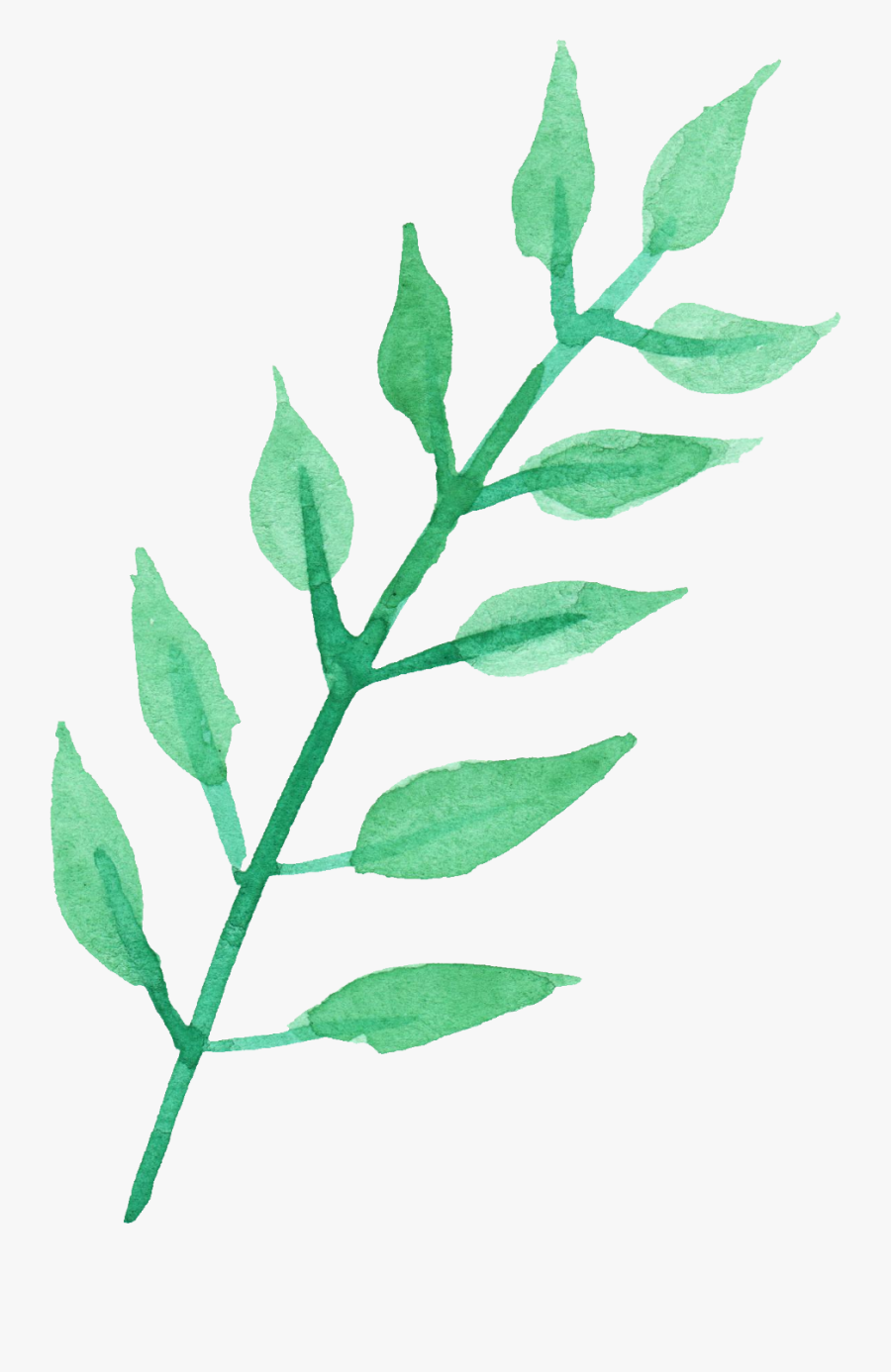 Stem Of A Plant Png Transparent Images - Leaves Watercolor Transparent Background, Transparent Clipart