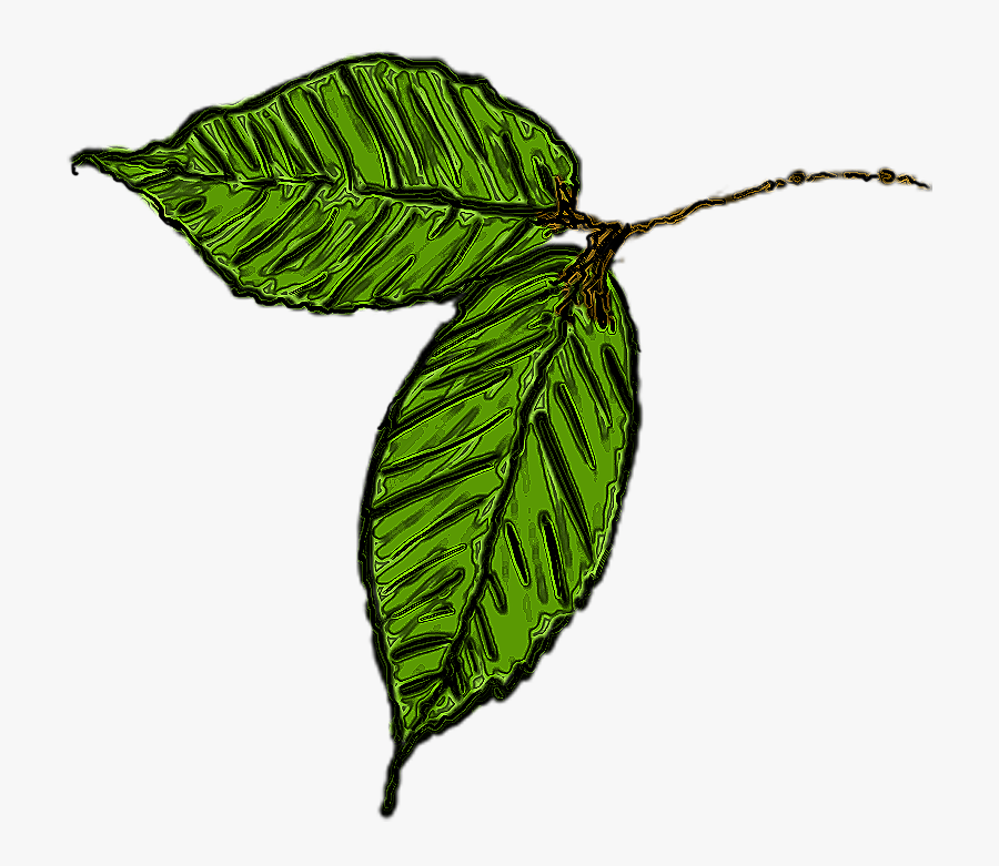Leaf No Background - Plant With Transparent Background, Transparent Clipart