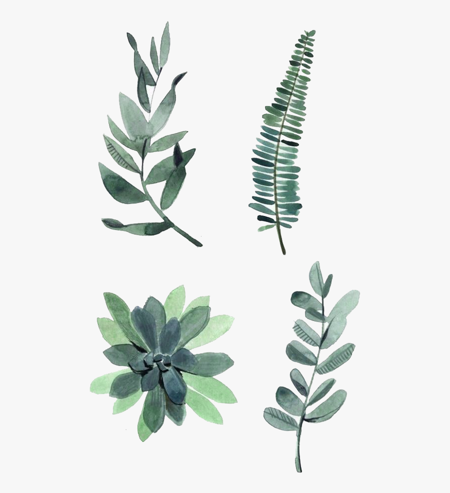 Watercolor Painting Drawing Plant Illustration Watercolor - Watercolor Plants, Transparent Clipart