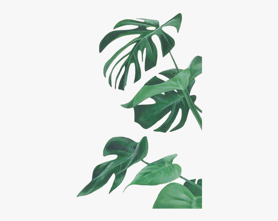 Watercolor Painting Leaf Botanical Illustration Botany - Watercolor Monstera Png, Transparent Clipart