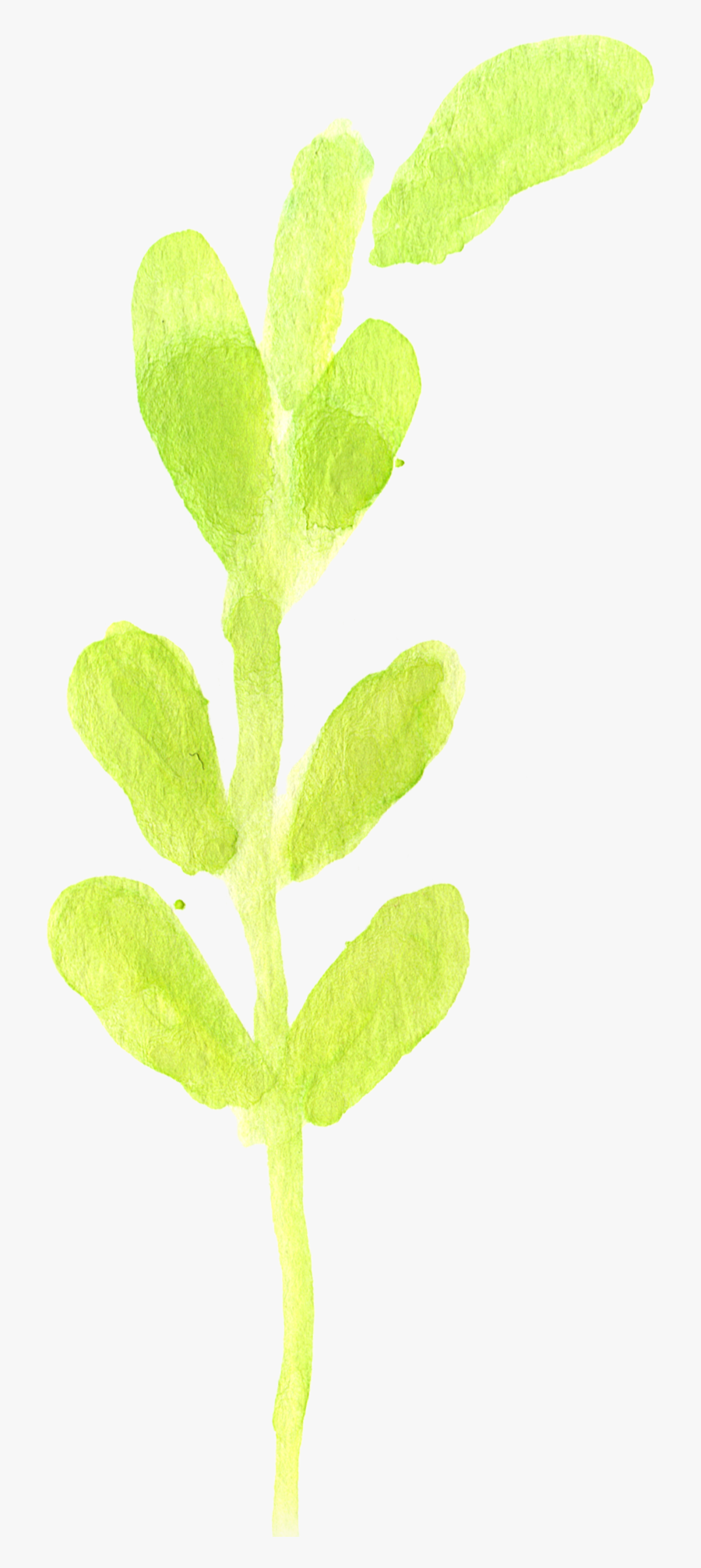 Perennial Plant, Transparent Clipart