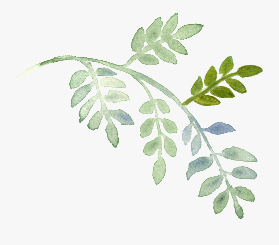 Watercolor Plant Painting Leaves Hand-painted Download - Watercolor Leaves Transparent, Transparent Clipart