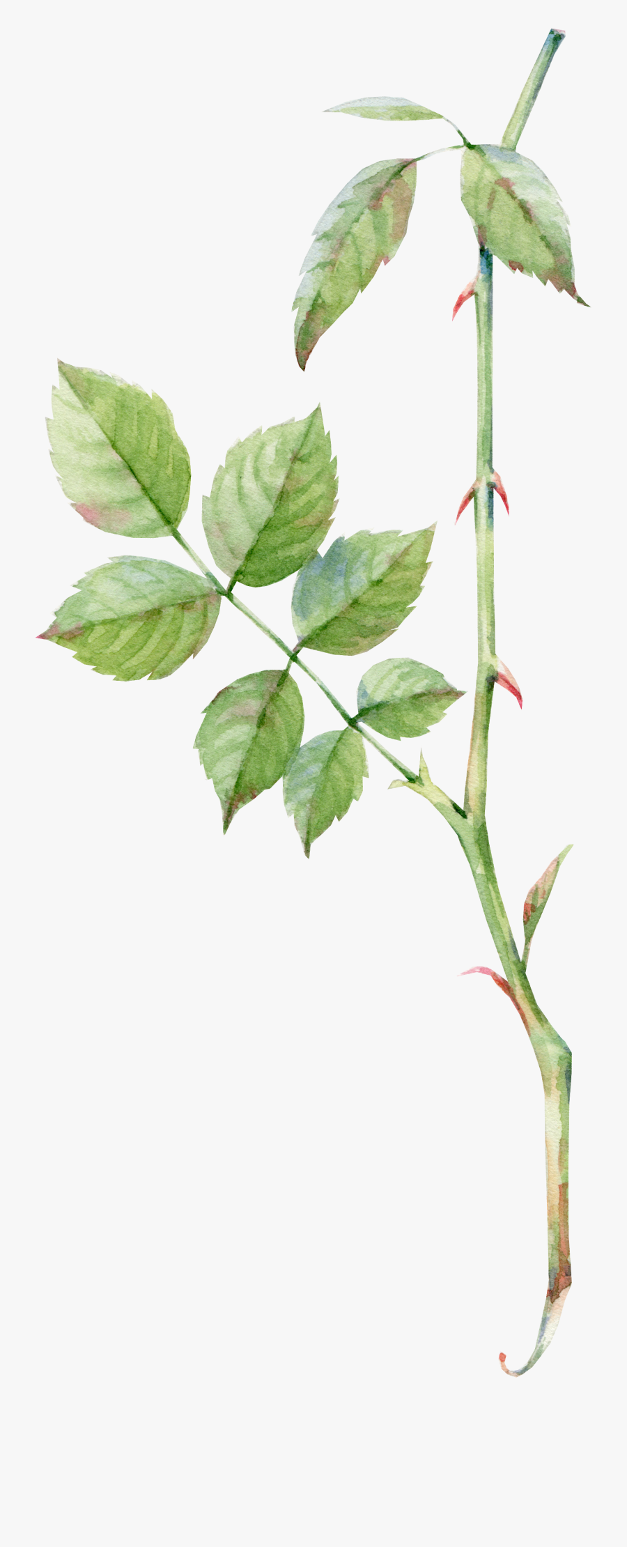 Watercolor Painting Rose Drawing Pink - Flower Bouquet For Drawing, Transparent Clipart