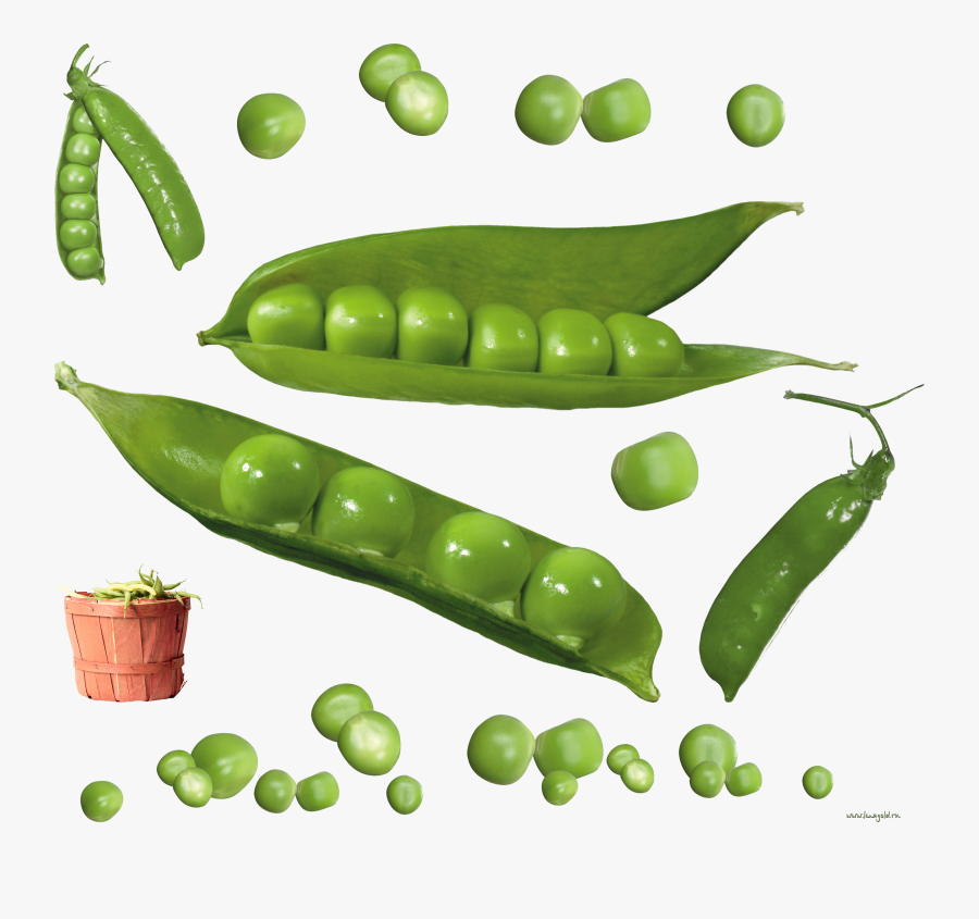 Peas Drawing Family - Зеленый Горошек Пнг, Transparent Clipart