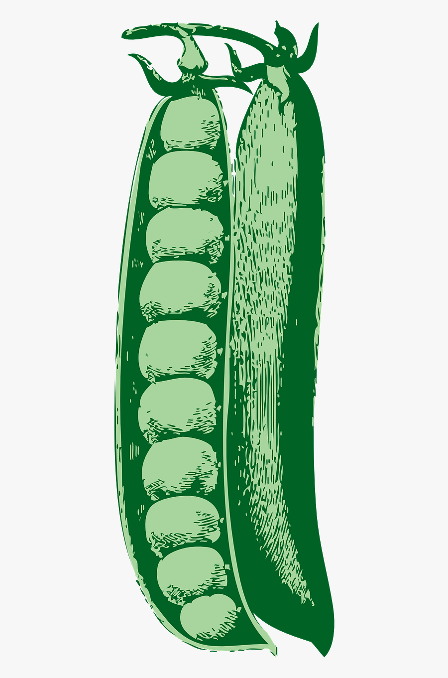 Peas Pod Vegetable Free Picture - Cartoon Peas, Transparent Clipart