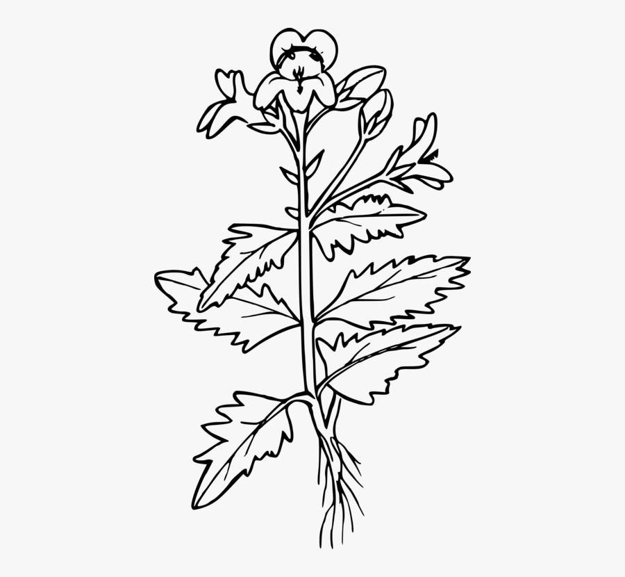 Botany,plant,flower - Mustard Plant Coloring Page, Transparent Clipart