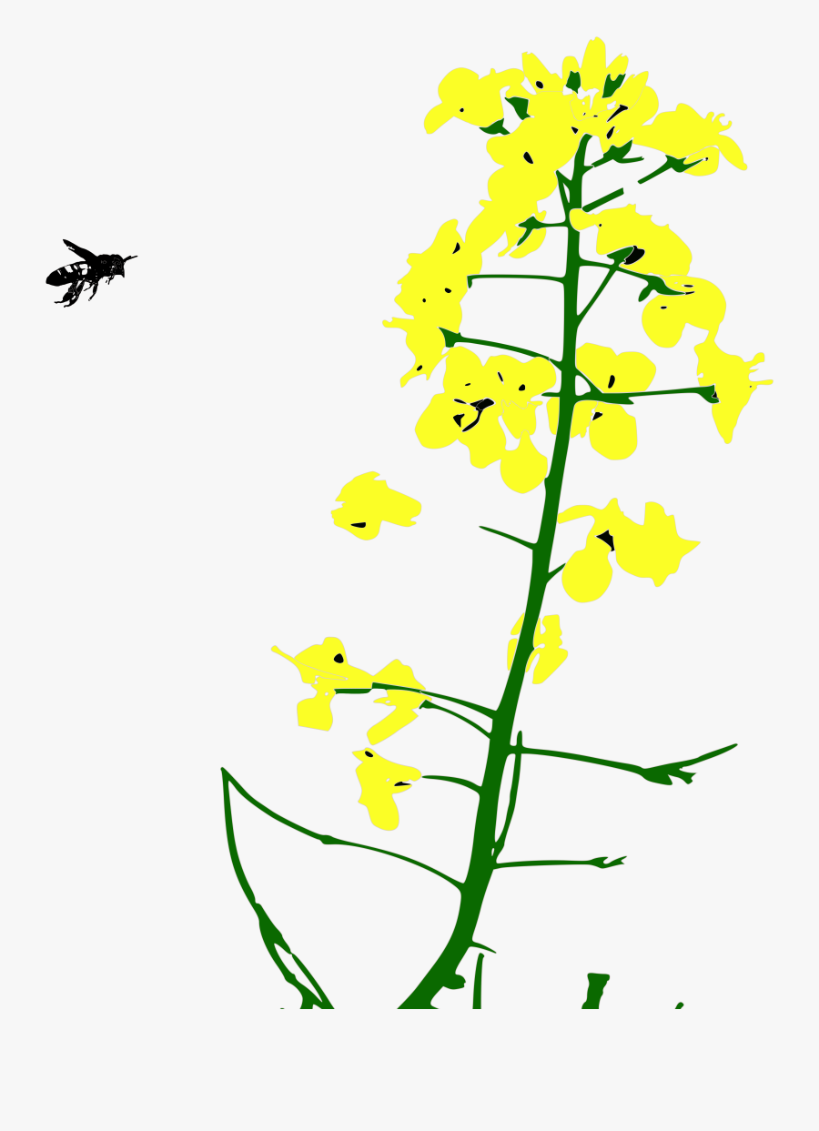 Mustard Seed Clipart , Free Transparent Clipart ClipartKey