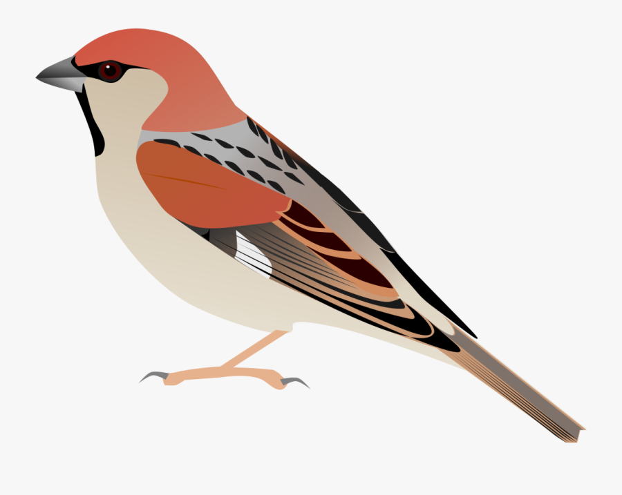 Clip Art Picture Of A Sparrow - Sparrow Svg, Transparent Clipart